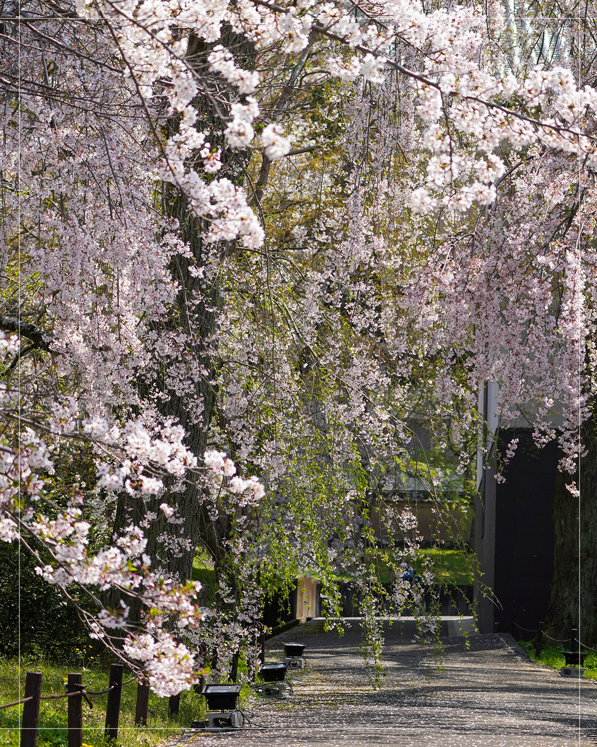 醍醐寺 霊宝館外周路の枝垂れ桜