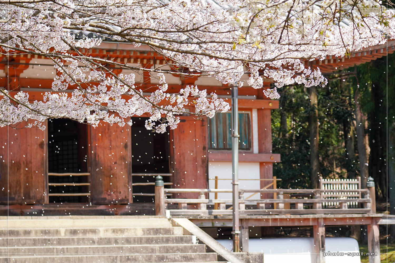醍醐寺 伽藍 国宝の金堂と桜吹雪