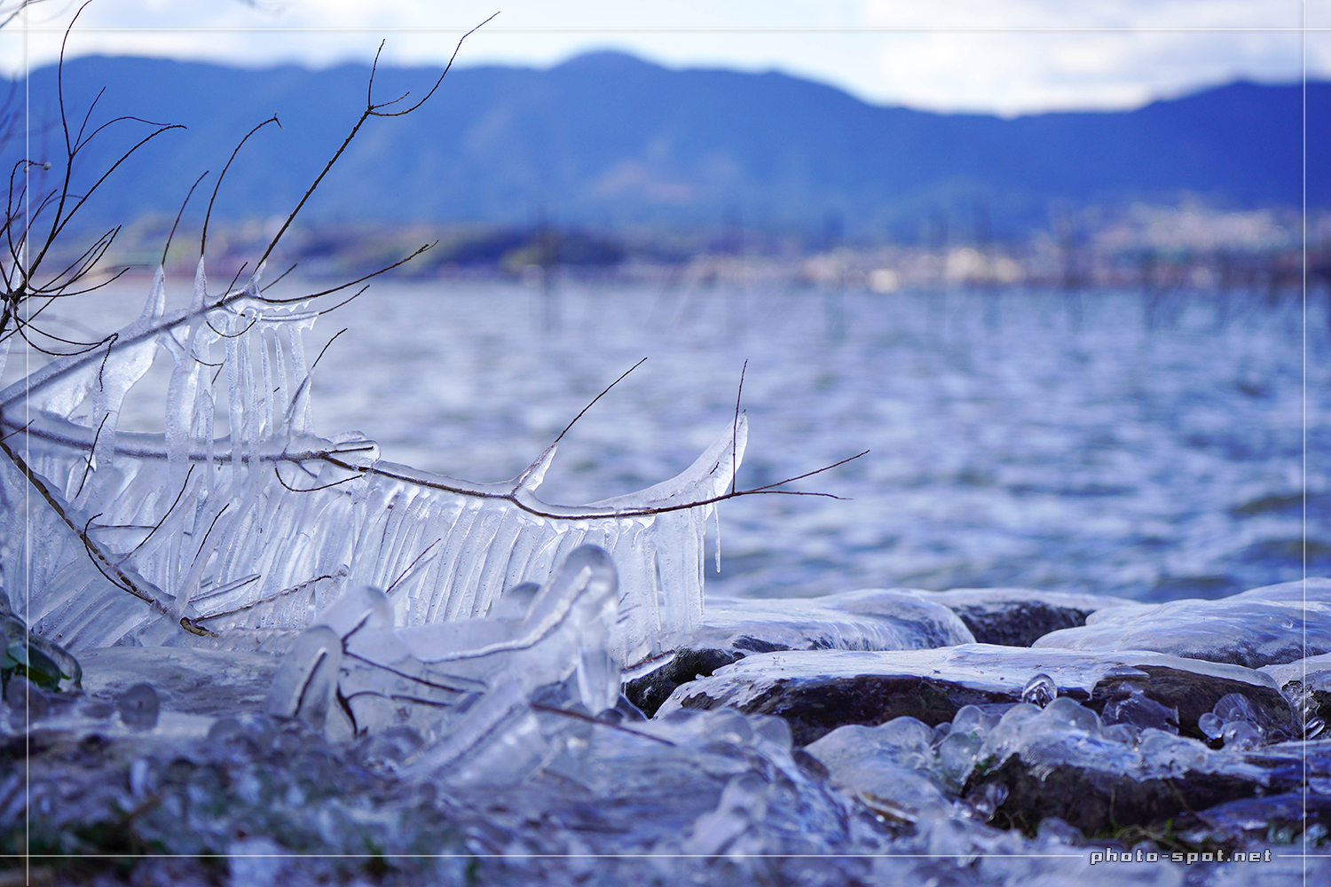 琵琶湖に氷のアート「しぶき氷」枝から垂れ下がった氷柱