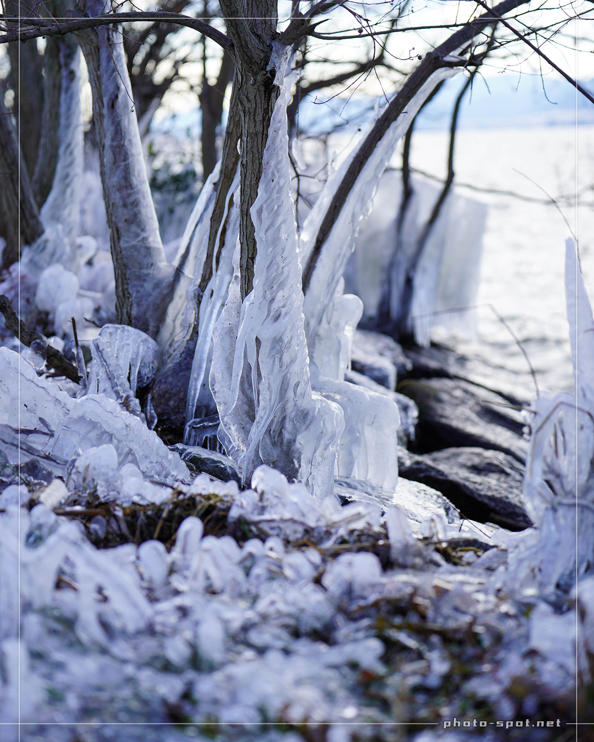 琵琶湖に氷のアート「しぶき氷」氷でコーティングされた枝