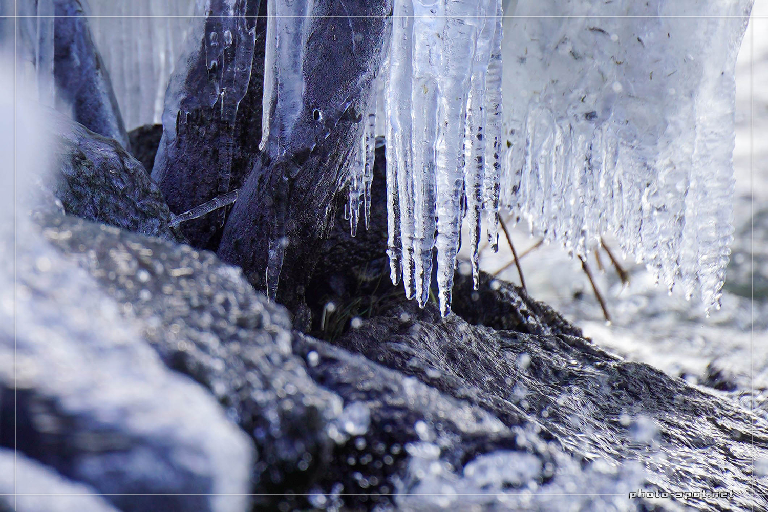 琵琶湖岸緑地に出現した「しぶき氷」はまるで氷のシャンデリア