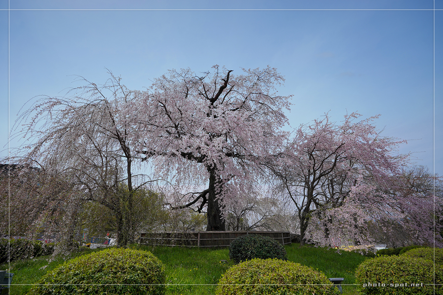 2024年の祇園しだれ桜