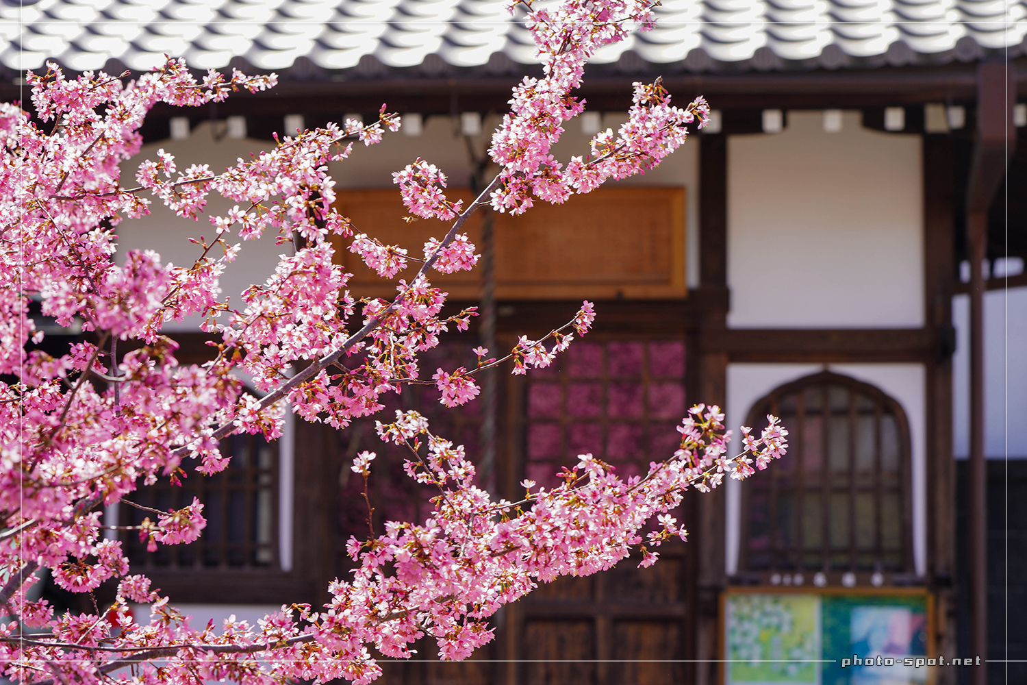 長徳寺 地蔵堂とおかめ桜