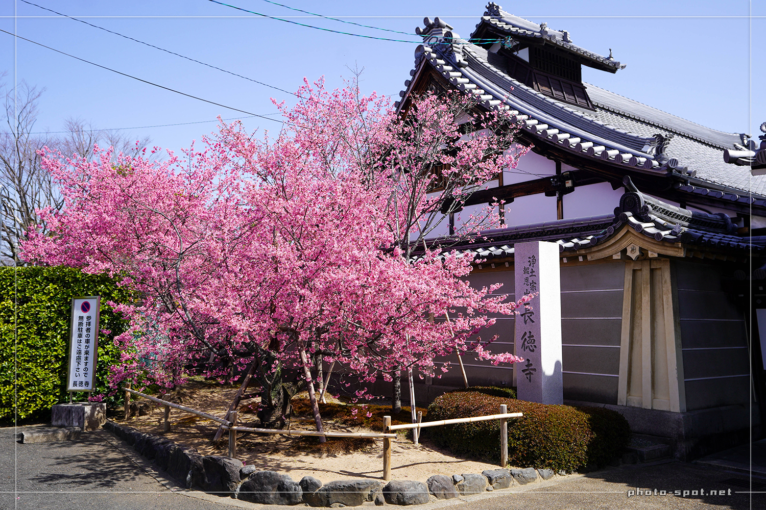 出町柳の長徳寺に咲く早咲きのおかめ桜