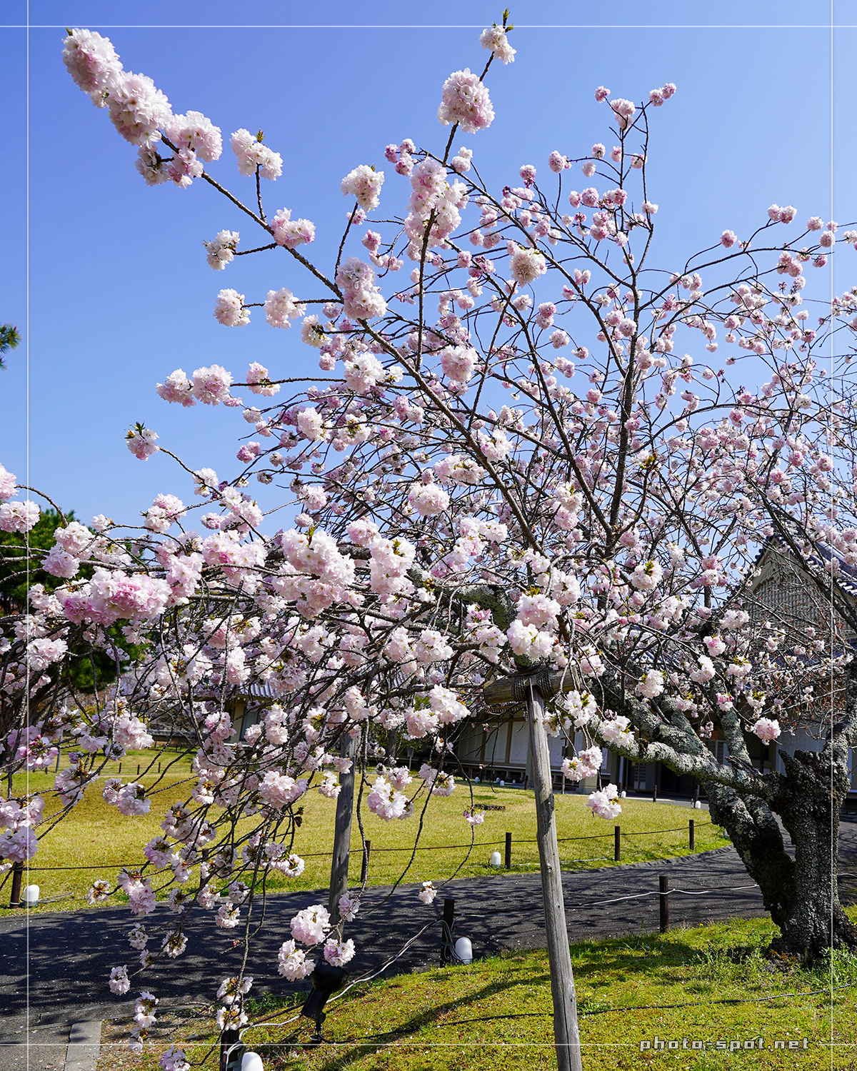 醍醐寺 霊宝館 八重桜