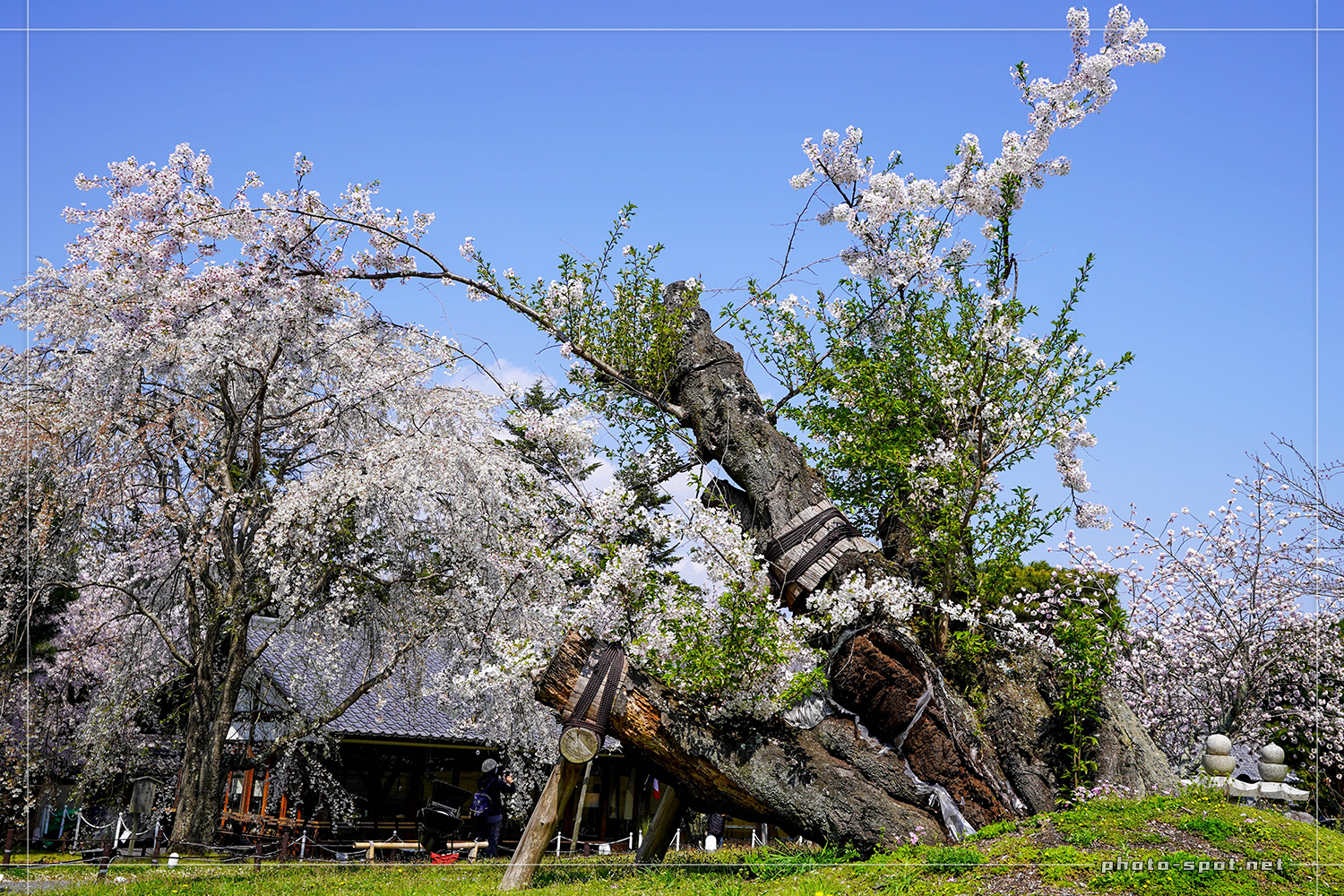 醍醐寺 霊宝館 樹齢100年を超えるソメイヨシノの巨木（台風後）