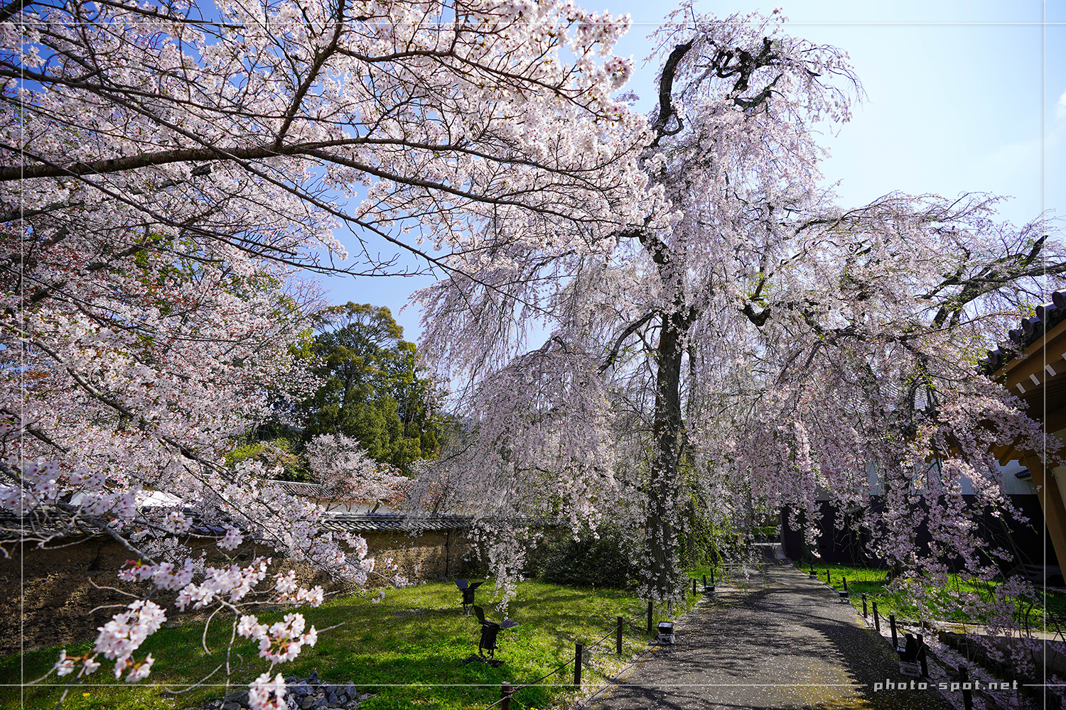 醍醐寺 霊宝館外周路の枝垂れ桜