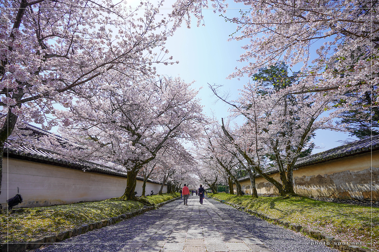 醍醐寺 霊宝館前の石畳の参道 桜のトンネル