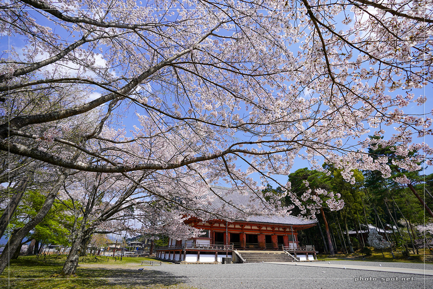 醍醐寺 伽藍 国宝の金堂と桜