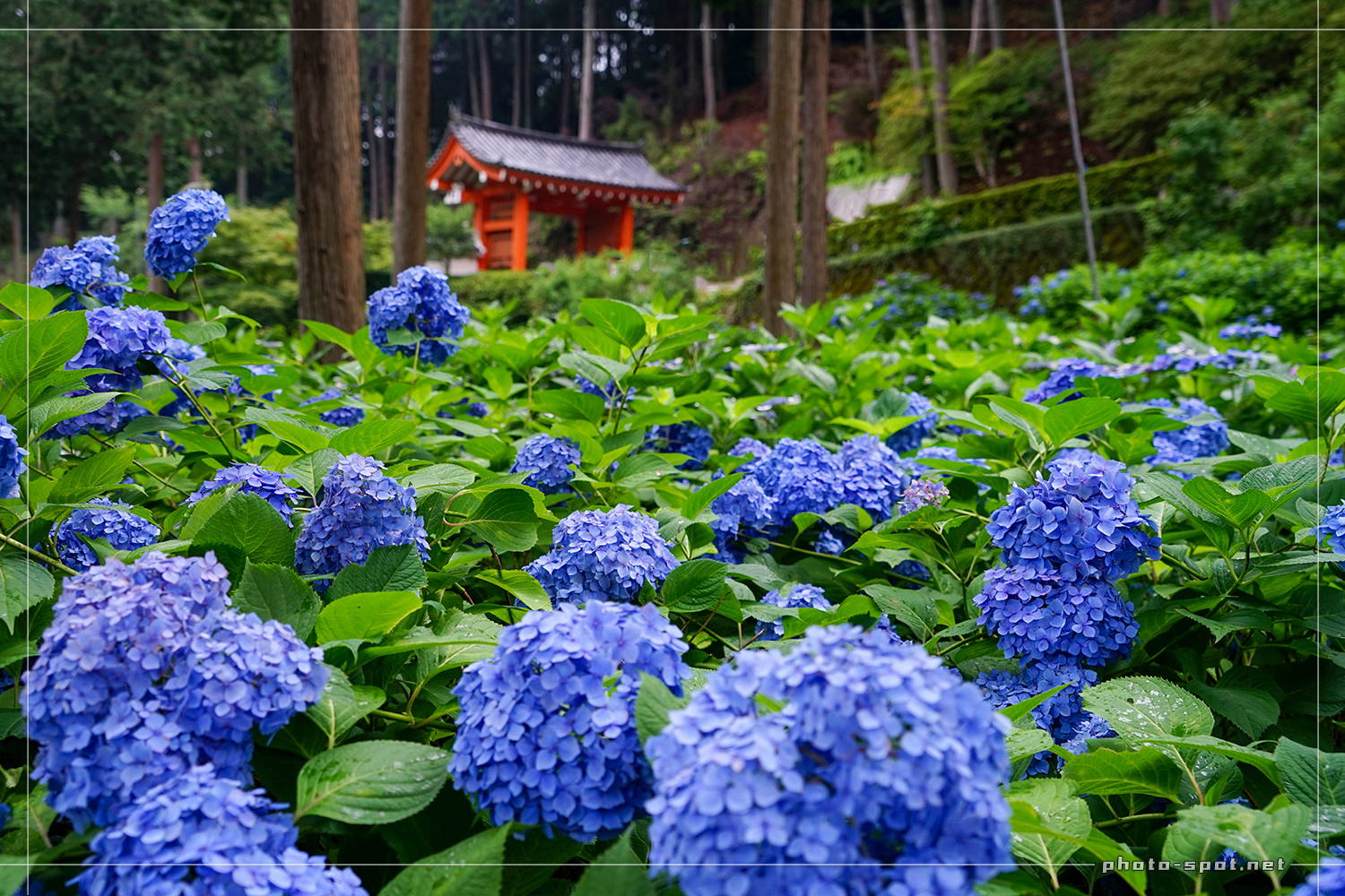 三室戸寺 山門の下に広がる紫陽花ブルー