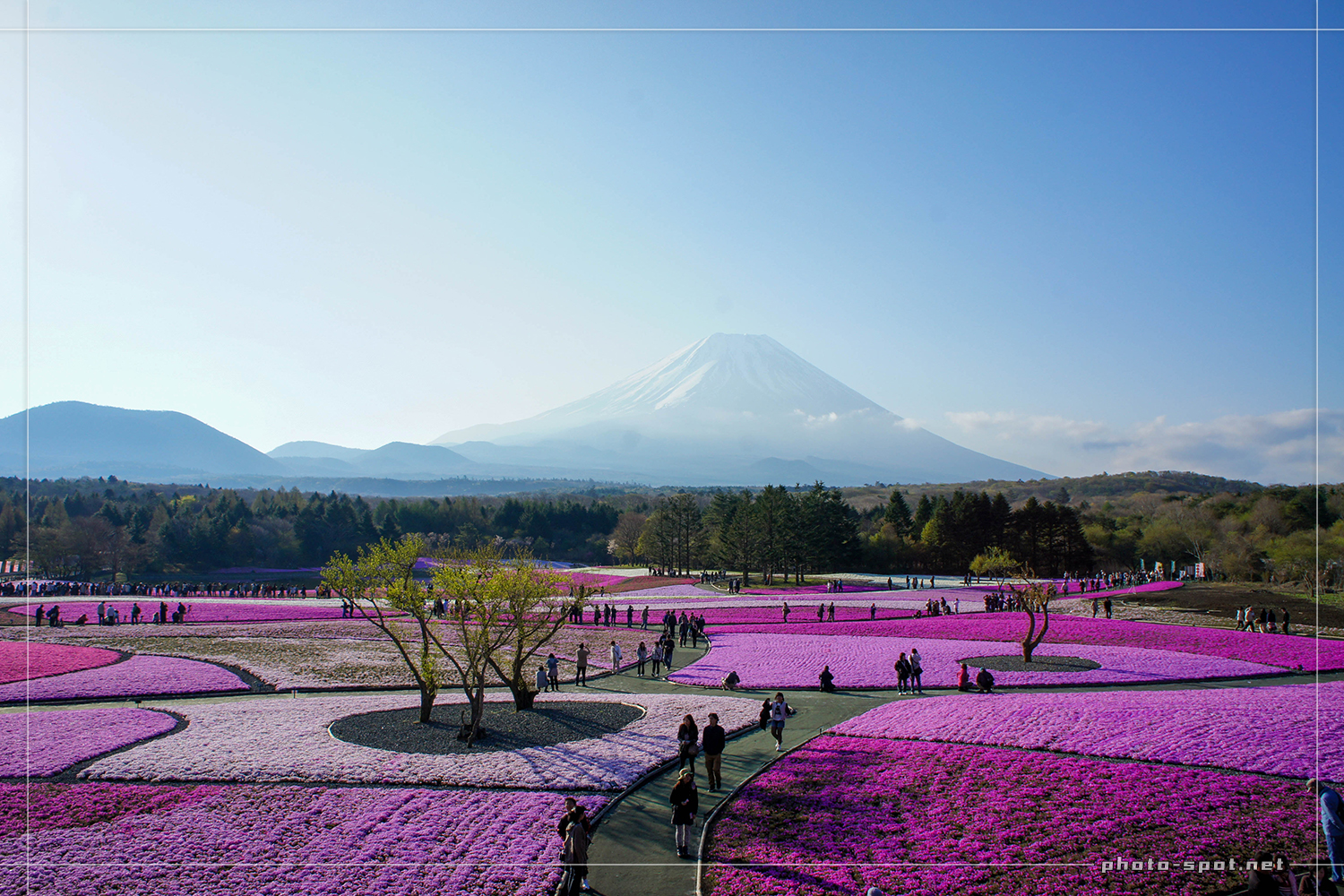 富士芝桜まつりで早朝に展望デッキから撮影した富士山と芝桜