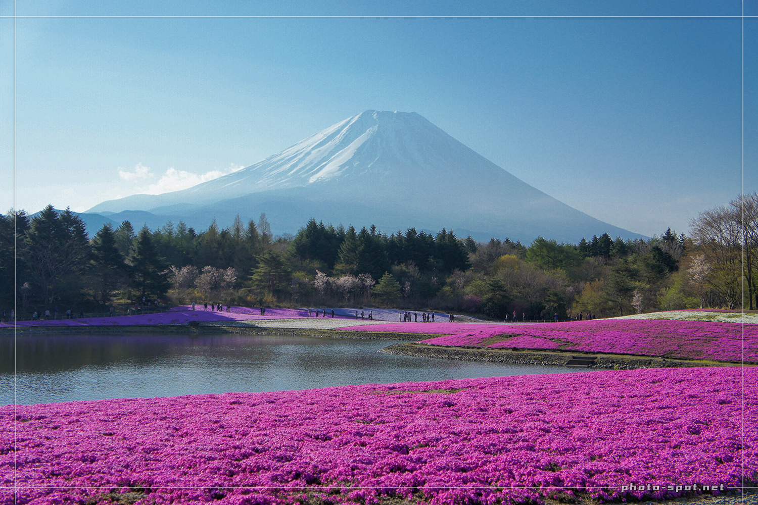 富士芝桜まつりで早朝に撮影した富士山と芝桜
