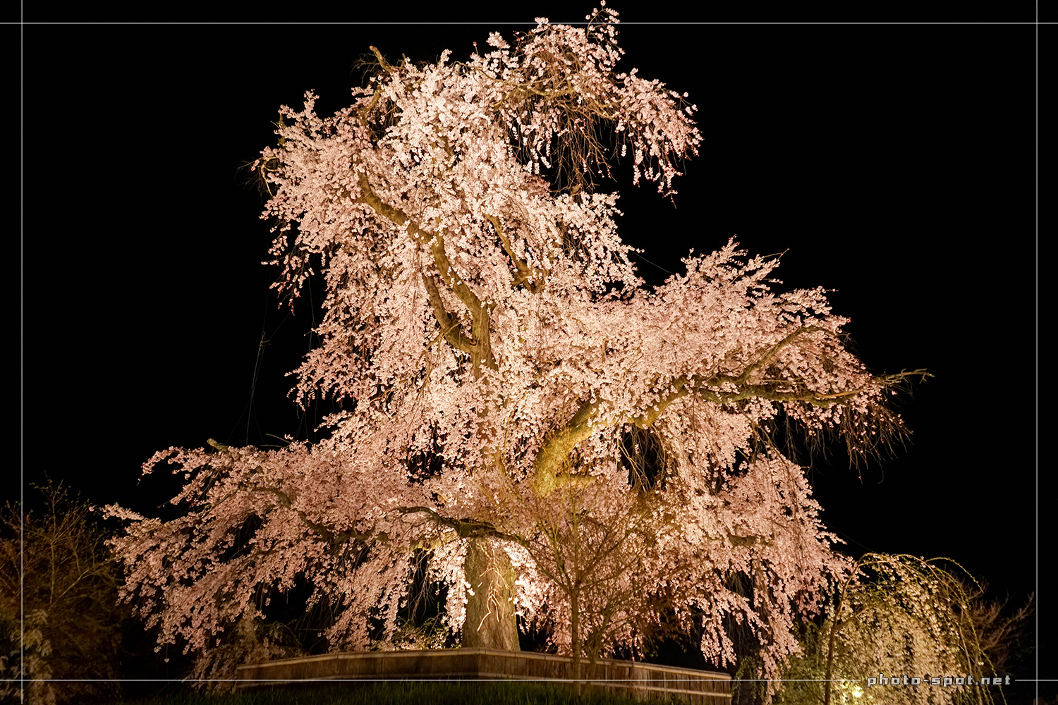 祇園しだれ桜 ライトアップ 真夜中のダンス