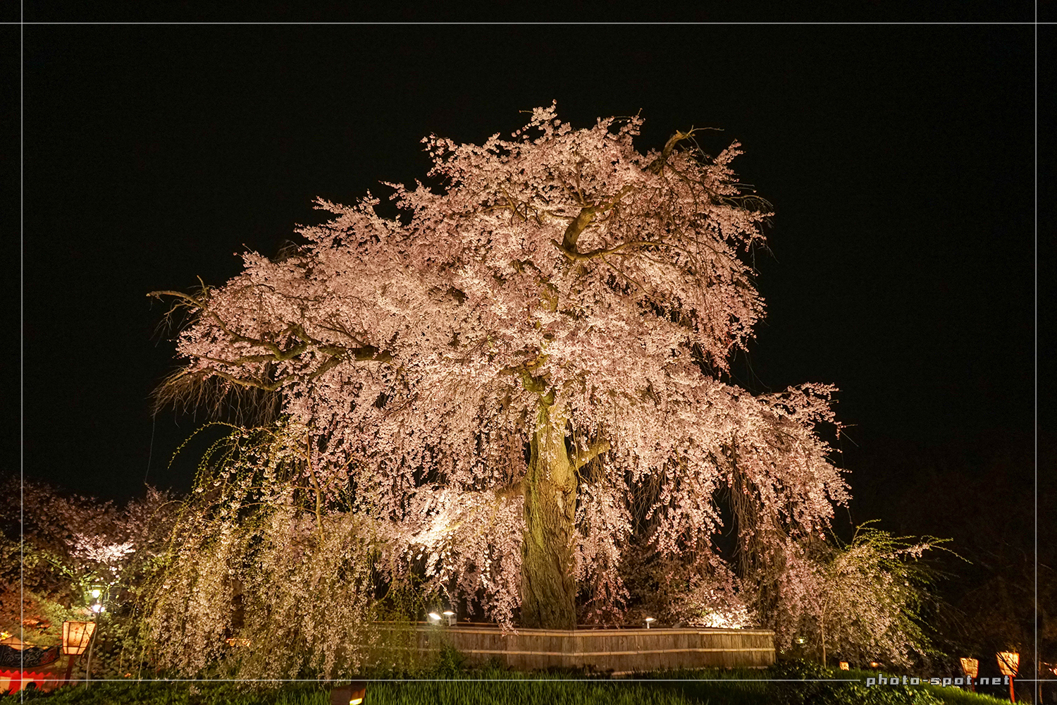 2015年の祇園しだれ桜 ライトアップ