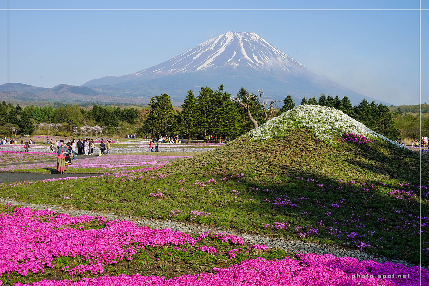 富士芝桜まつりで午後に撮影した富士山と芝桜