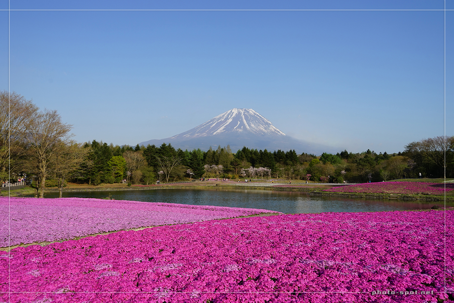 富士芝桜まつりで午後に撮影した富士山と芝桜