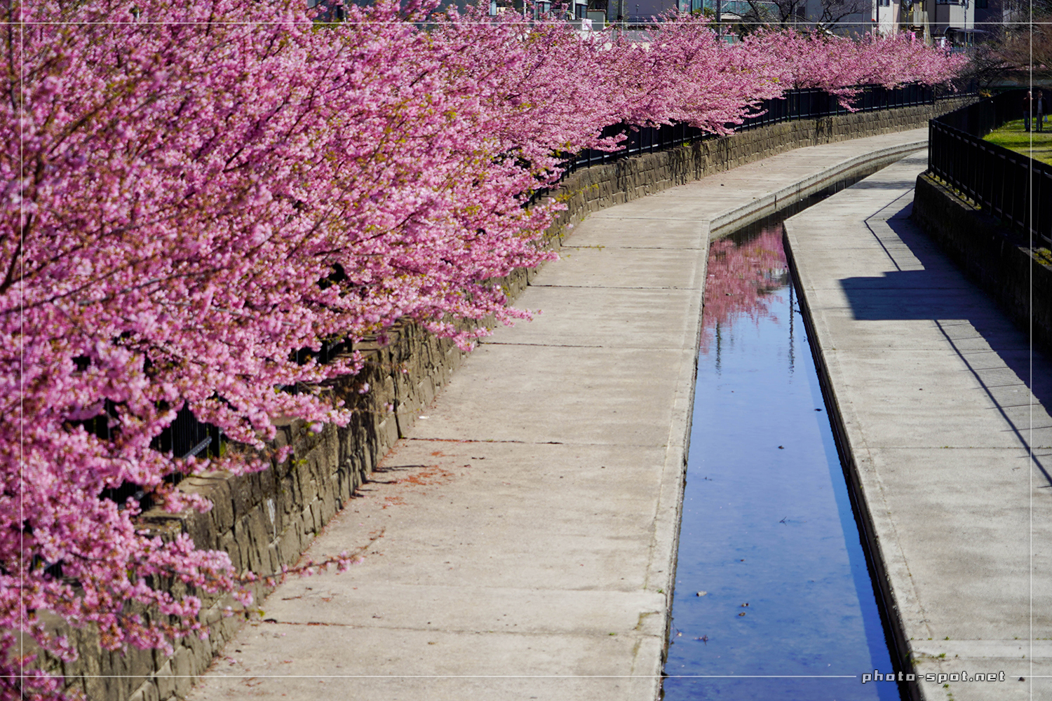 京都伏見の淀水路 河津桜の並木道