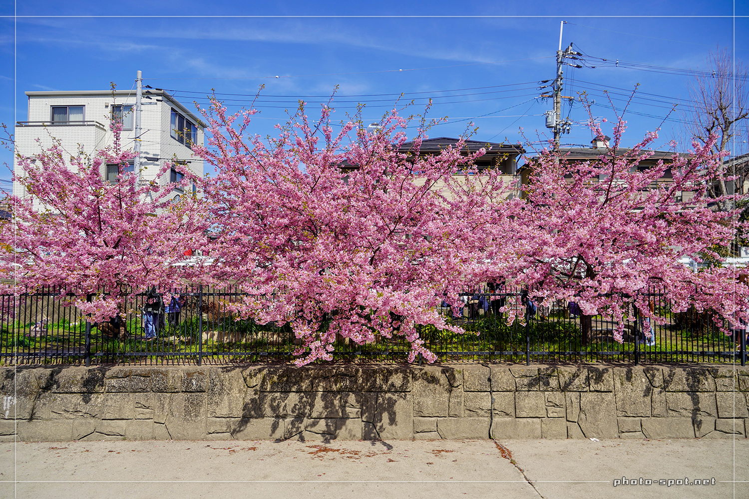 京都伏見の淀水路 河津桜の並木道