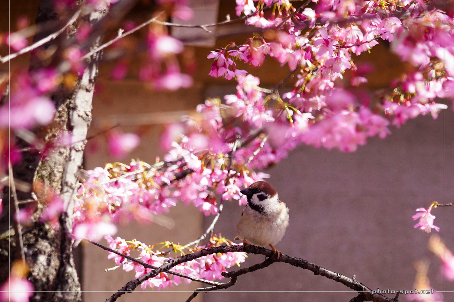 長徳寺のおかめ桜と雀