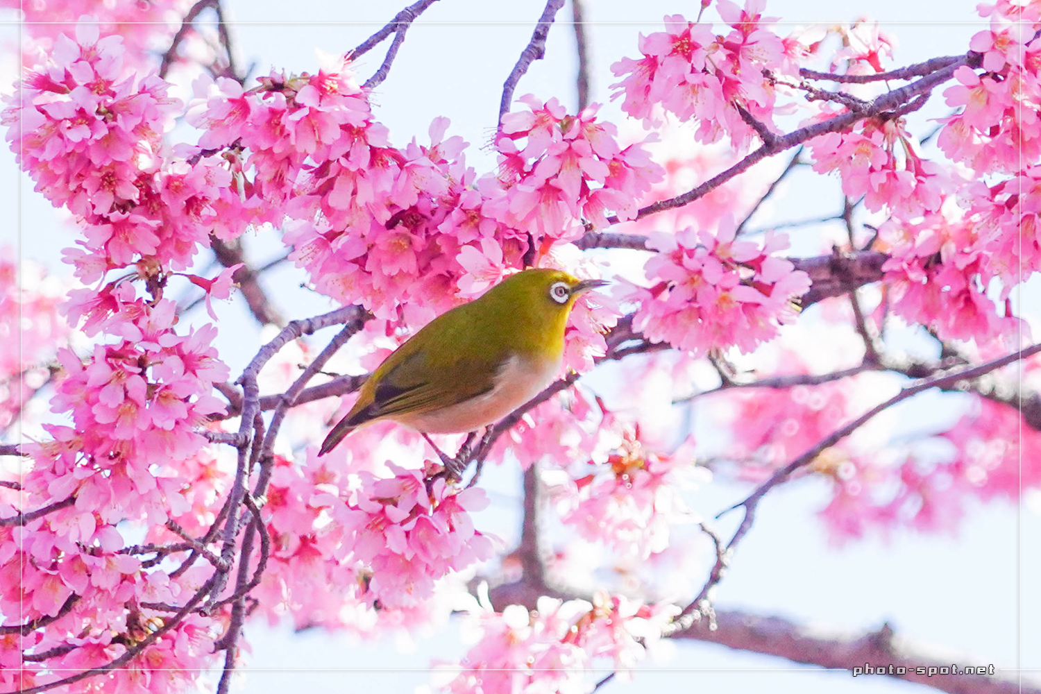 長徳寺のおかめ桜とメジロ