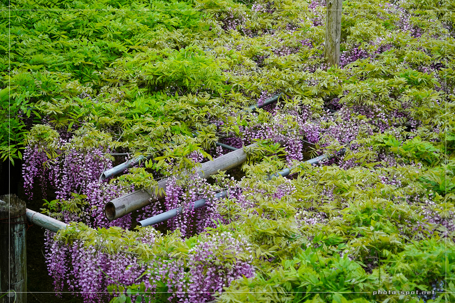 河内藤園で高台から藤棚をズーム撮影