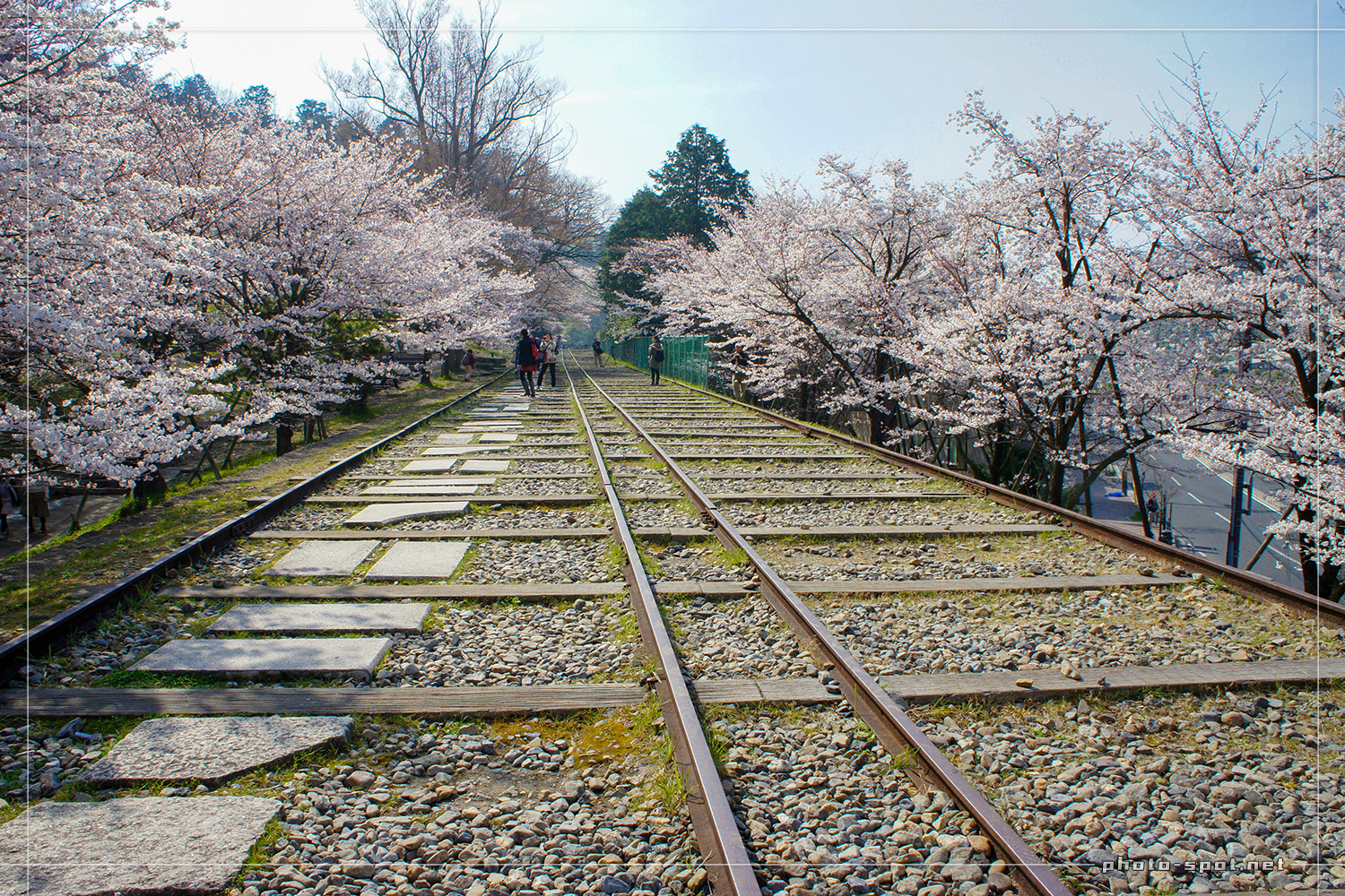 蹴上インクライン 桜のトンネル