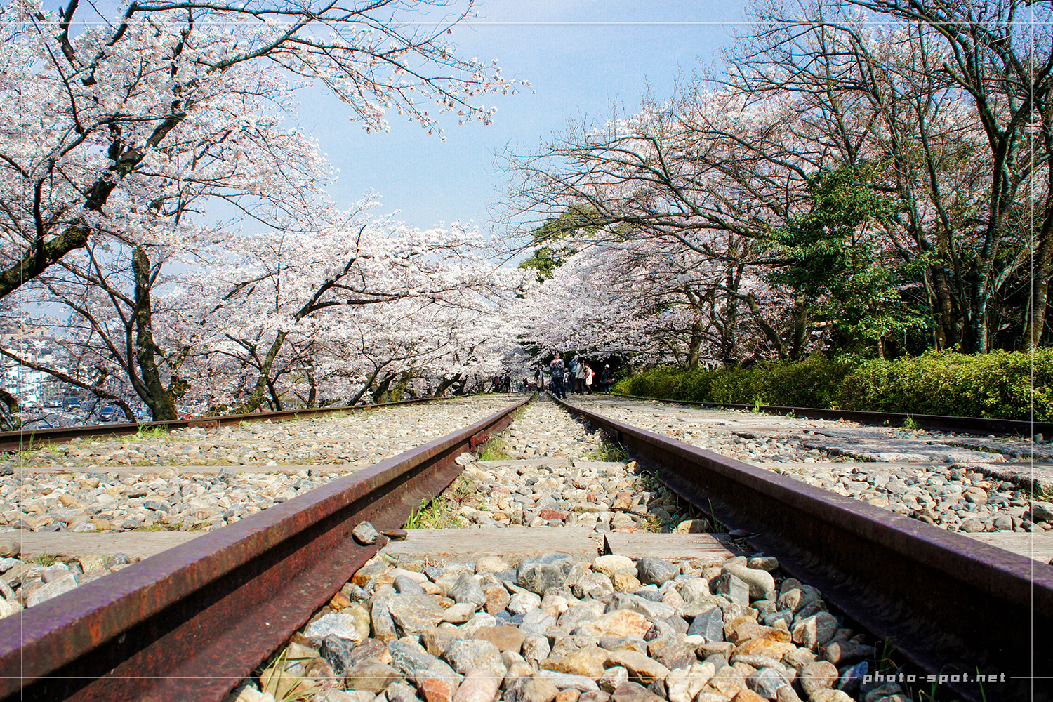 蹴上インクライン 桜のトンネル