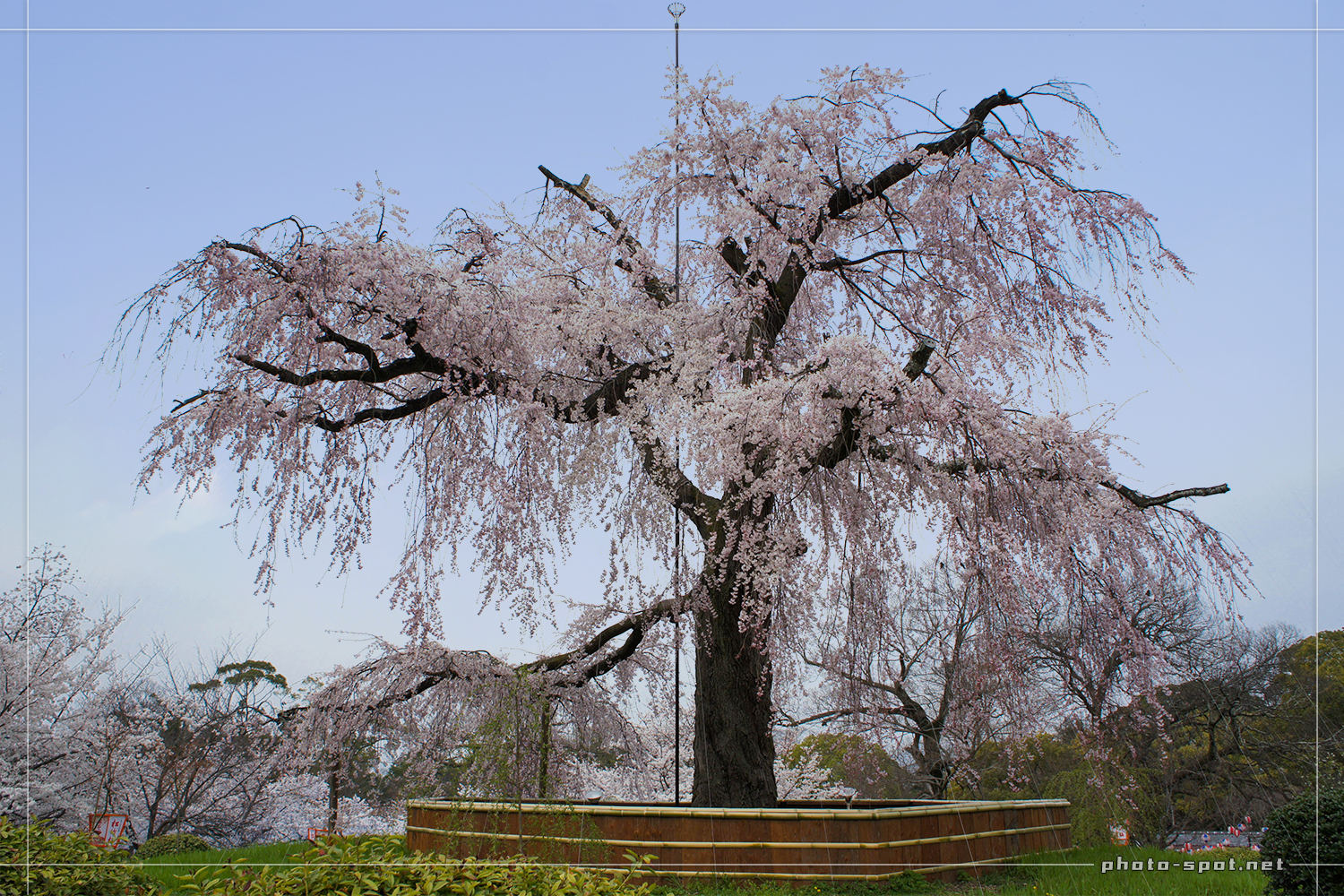 2012年の祇園しだれ桜（昼桜）