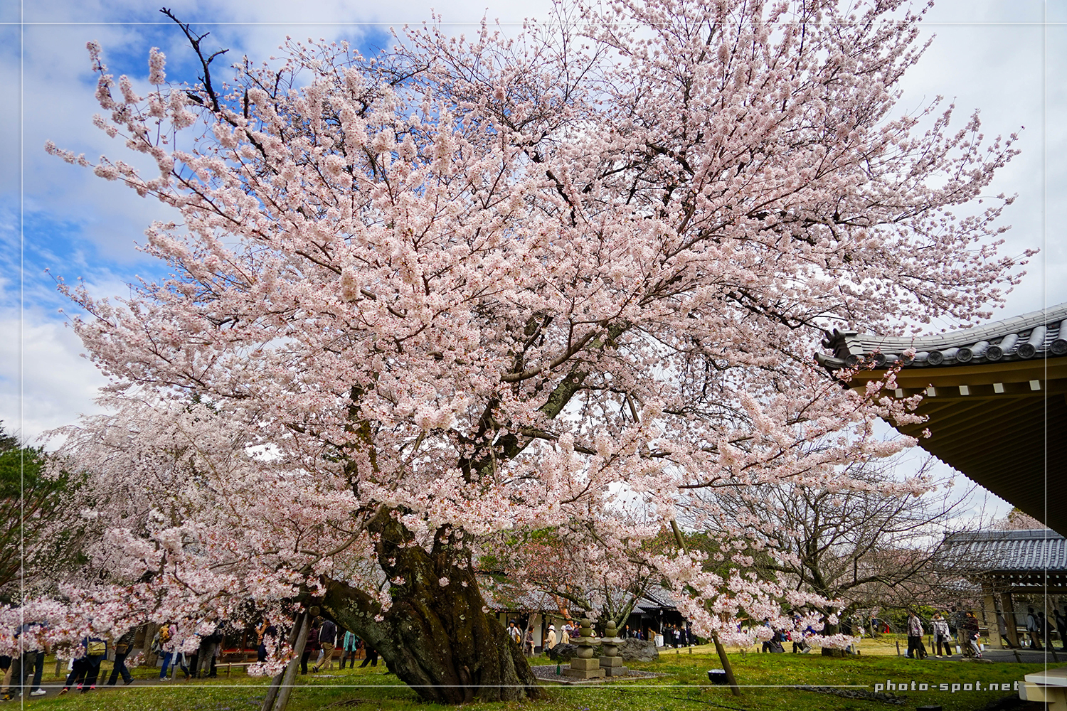 醍醐寺 霊宝館 樹齢100年を超えるソメイヨシノの巨木