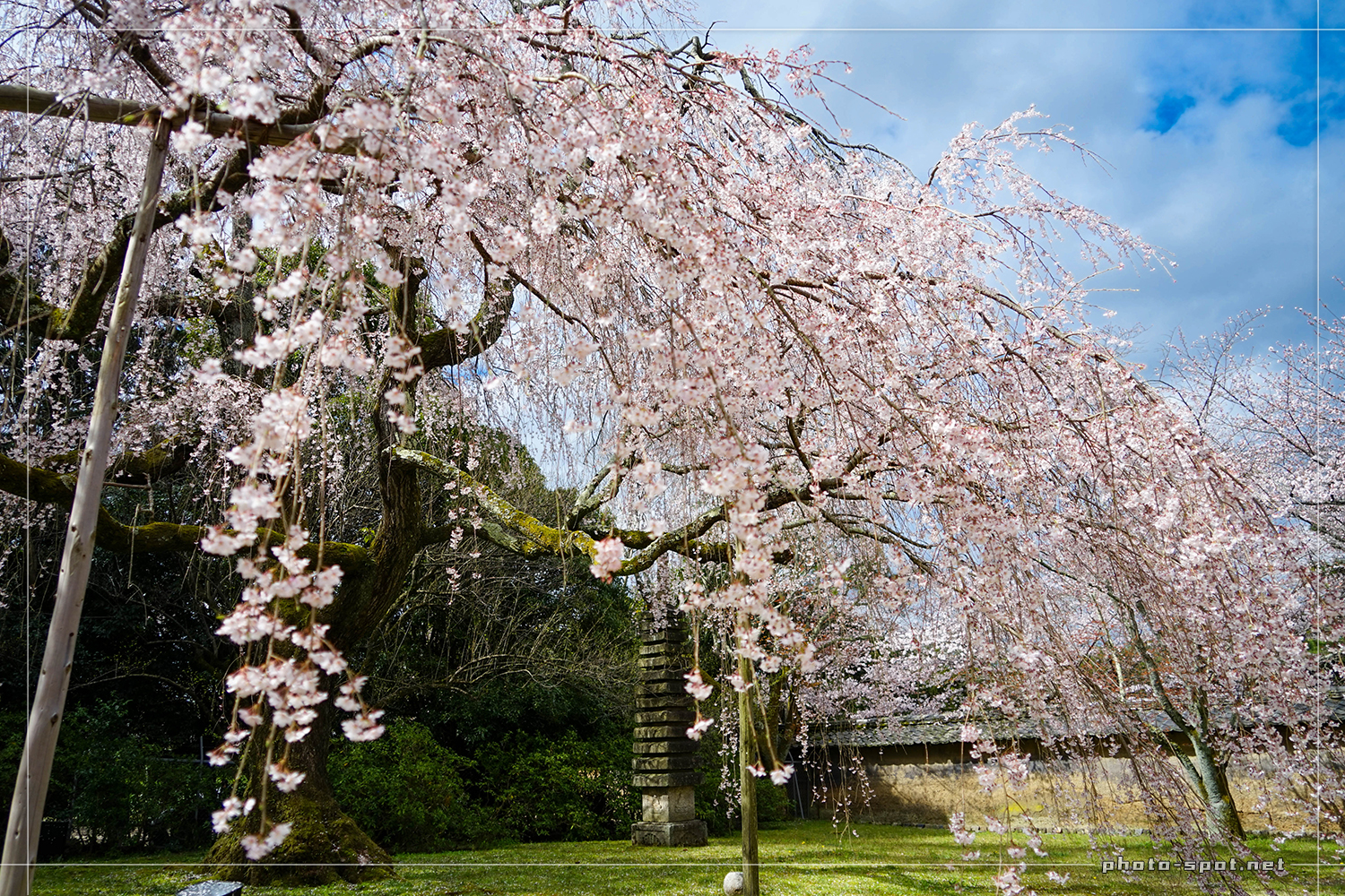 醍醐寺 霊宝館 枝垂れ桜のアーチ