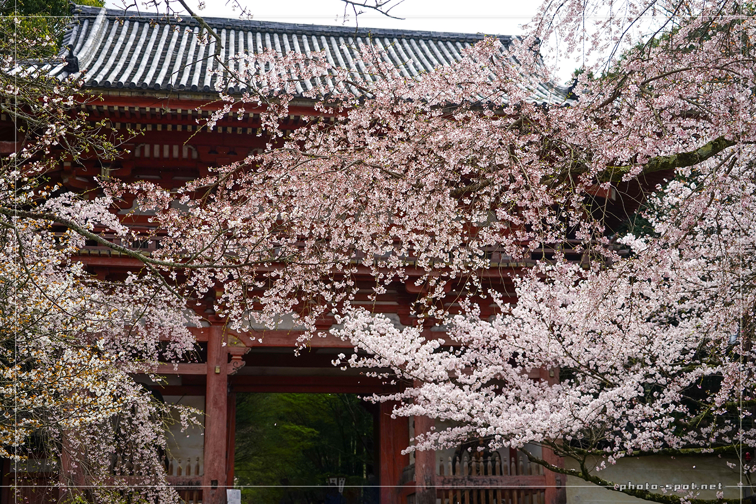 醍醐寺 西大門（仁王門）と桜