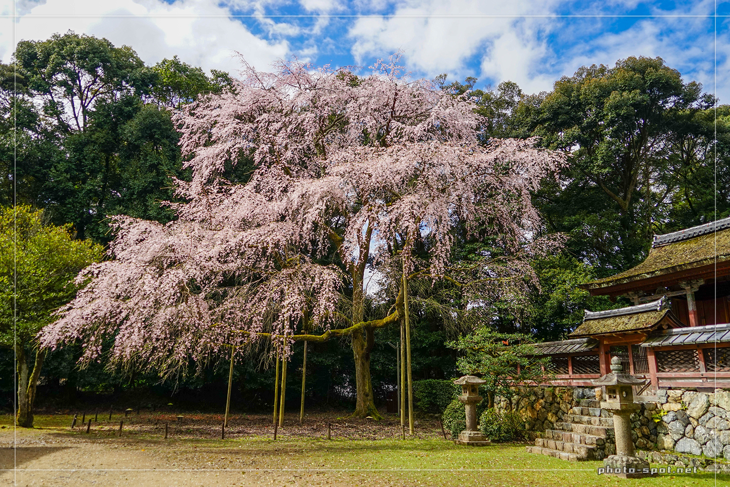 醍醐寺 伽藍 清瀧宮の前に咲く立派な桜
