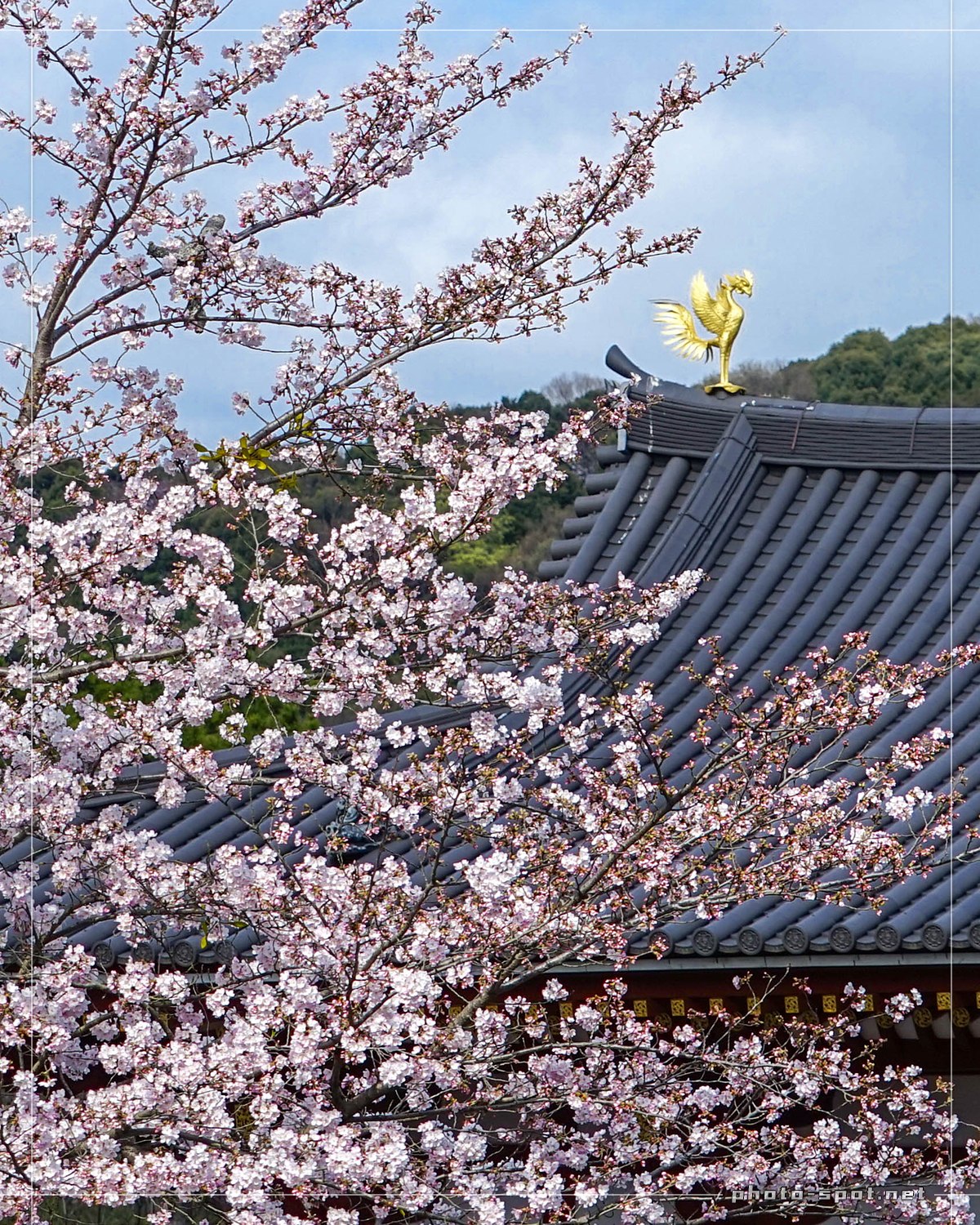 鳳凰堂の屋根に立つ鳳凰像とソメイヨシノ