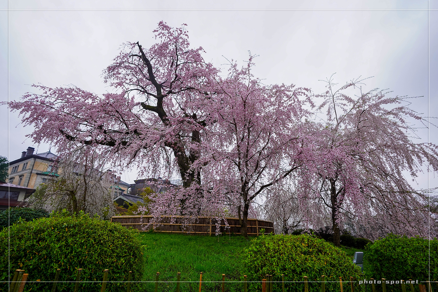 2020年の祇園しだれ桜