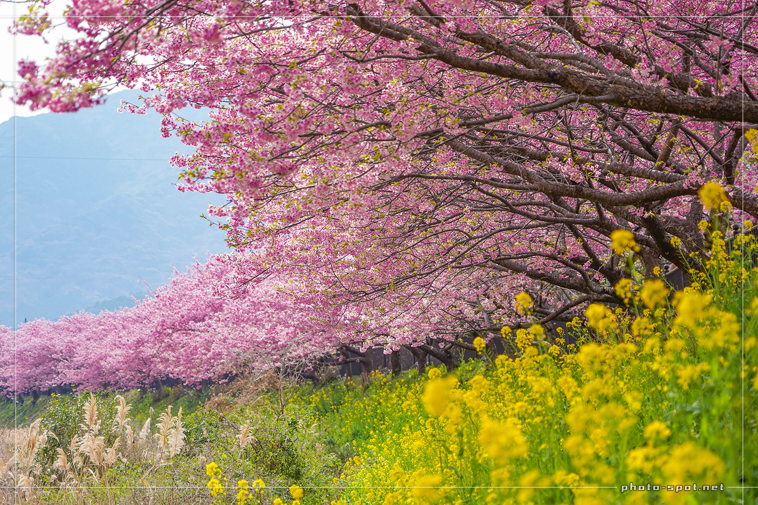 伊豆の河津桜並木と土手に咲き誇る菜の花のコラボ