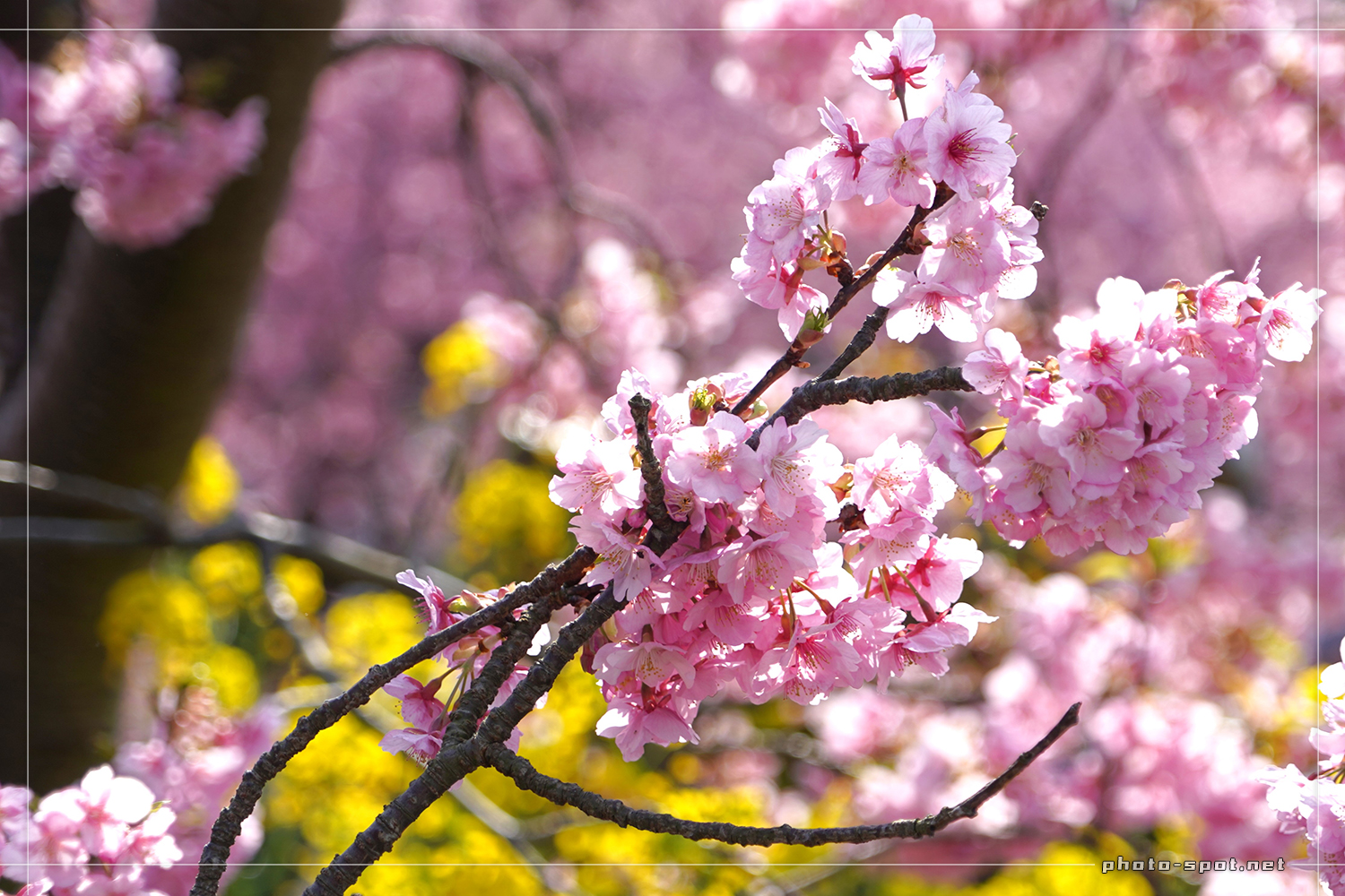 伊豆の河津桜並木と菜の花のコラボ