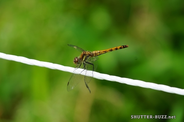 ロープ好きのトンボ