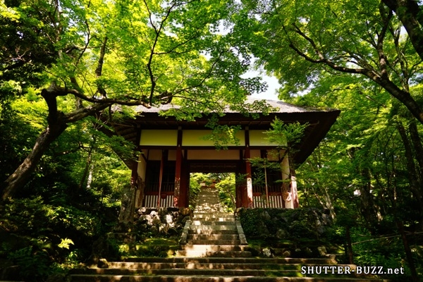 静寂な京都。新緑に包まれた常寂光寺・仁王門
