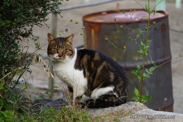 野良猫とドラム缶