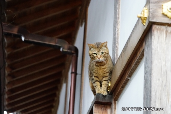 猫のカメラ目線