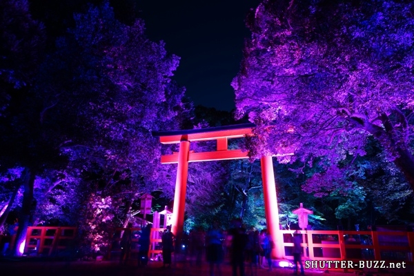 幻想的な下鴨神社“呼応する木々”