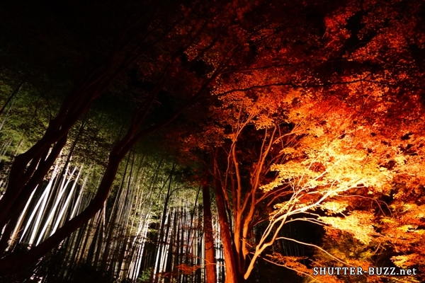 紅葉と竹林のライトアップ