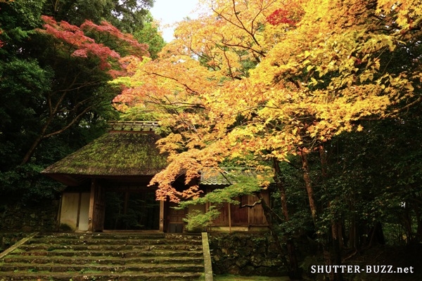  京都紅葉シーズン真っ盛りな日曜の昼間であるにも関わらず、束の間の静かな撮影時間に浸ることができる穴場スポット。