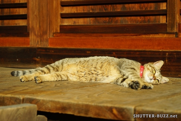 神社に駐在するアイドル猫の死んだふり