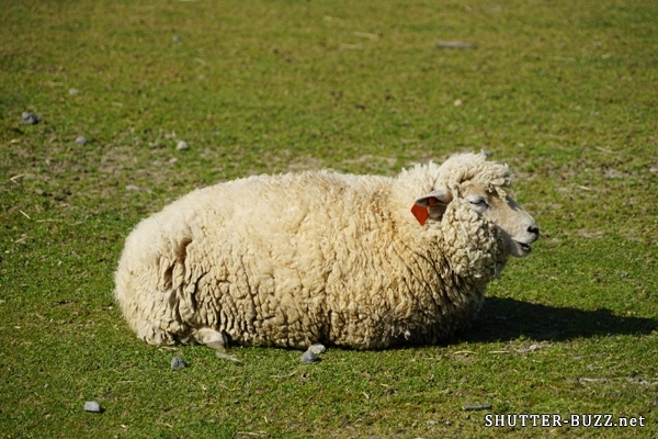 春うららか。羊の昼寝。気持ち良さそうに鼻歌を歌っているよう。