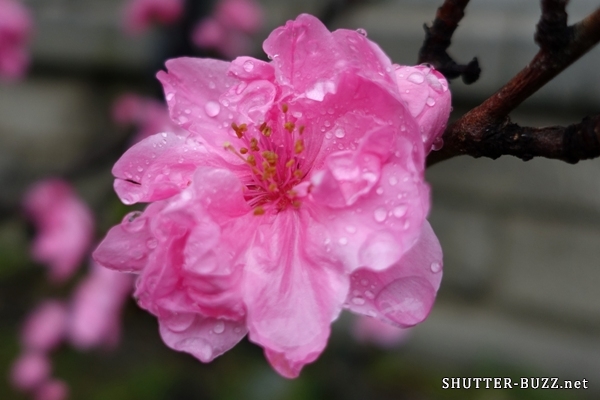 雨で潤う、はるか桜