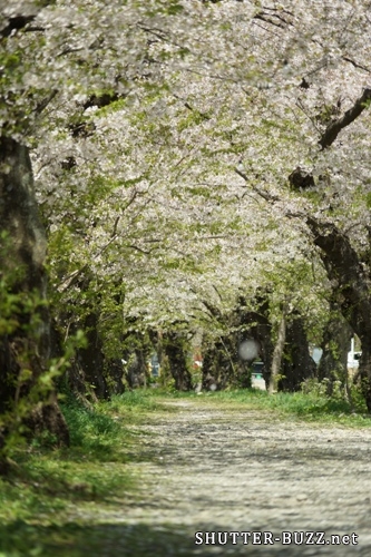 桜のトンネルから降り注ぐ、やや弱めの桜吹雪