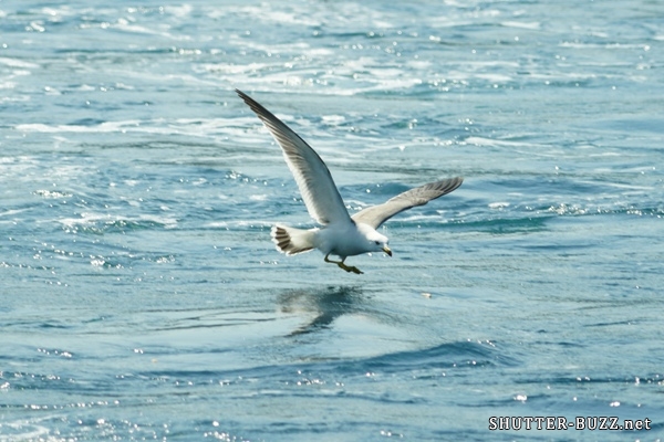 カモメの低空飛行