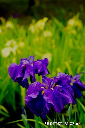 花菖蒲が創り出した紫と黄色の世界 