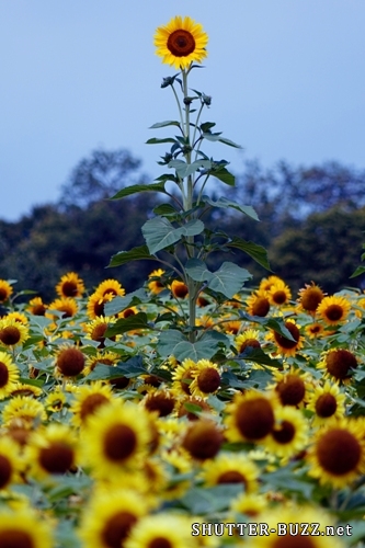 向日葵を見渡す向日葵